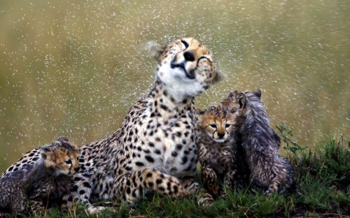 Cheetah mother Sita shakes off rain as she sits with her cubs. Wildlife photographer and Exodus tour guide Paul Goldstein worked alongside the team filming Disney’s African Cats in Kenya, often pinpointing the position of the animals on the Masai...
