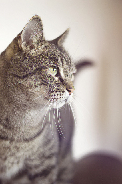 gorgeouscats