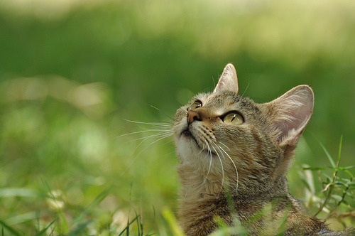 forevercats