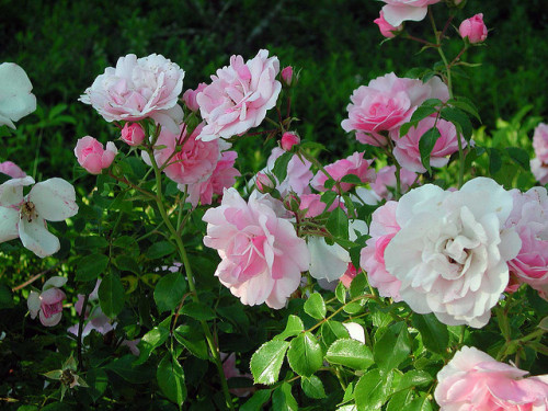 blossom-then-die:Roses along our fence by oceaneye on Flickr.