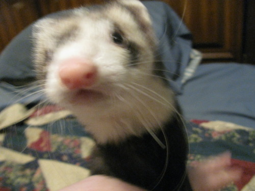he is so hard to get a photo of because he is ALWAYS moving
