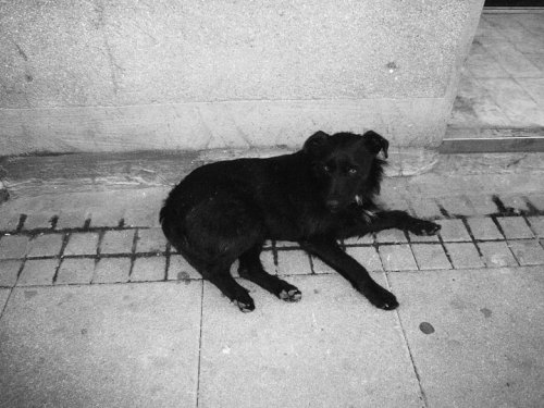 Stray dogs of Belgrade