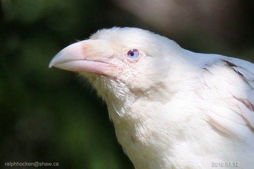 fairy-wren:leucistic common raven (photos by ralph hocken)