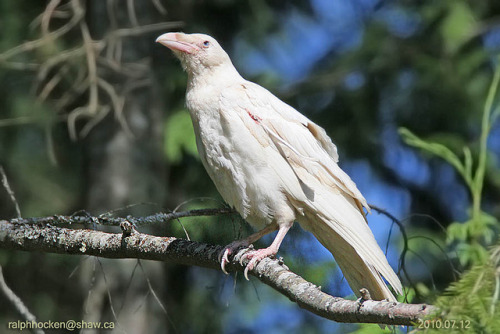 fairy-wren:leucistic common raven (photos by ralph hocken)