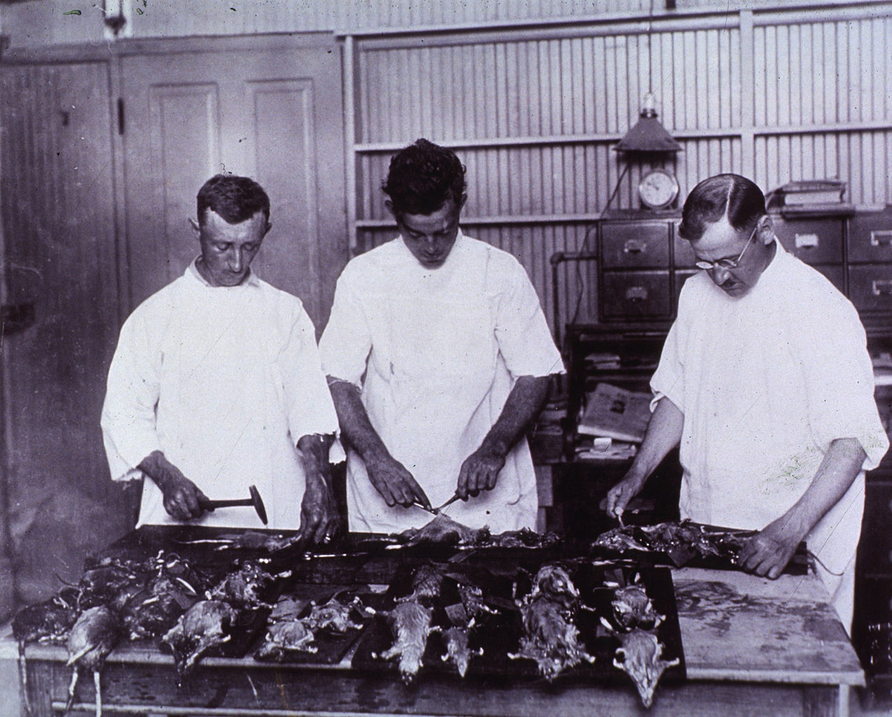 biomedicalephemera:  Examining Rats for Bubonic Plague - New Orleans, 1914 A group