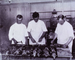 Biomedicalephemera:  Examining Rats For Bubonic Plague - New Orleans, 1914 A Group