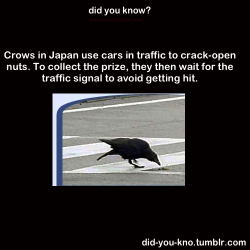 did-you-kno:  Source  Even the Asian crows
