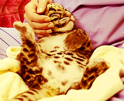 littleanimalgifs:  Had a stressful week? Here’s a baby tiger! :3  So cuuute!