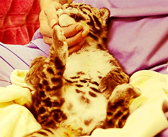 littleanimalgifs:  Had a stressful week? Here’s a baby tiger! :3  So cuuute!