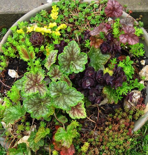 Scenes from my gardens. &lt;3 heucheras!