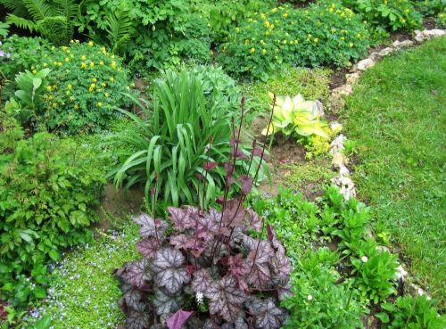 Scenes from my gardens. &lt;3 heucheras!