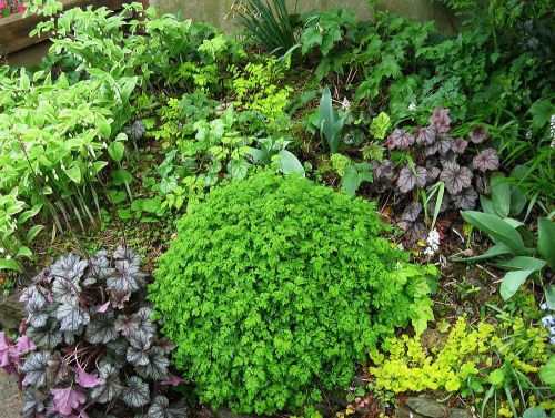 Scenes from my gardens. &lt;3 heucheras!