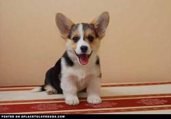 aplacetolovedogs:  imgur Just sharing a picture of a cute Corgi Original Article  DO WANT!!! DO NEED!!!