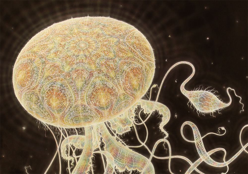 since-because-pickles:  victoriousvocabulary:  MEDUSOZOA [noun] a subphylum consisting