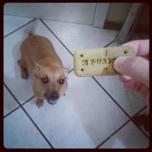 Cookie!! (Instagram)