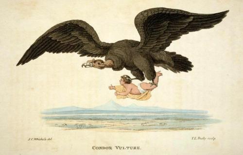 Condor Vulture [Andean Condor - Vultur gryphus]
Andean Condors subsist almost completely on carrion, and unlike some vultures, are not inclined to hunt and kill fresh prey. However, as the largest flighted bird, one can almost see where the fear of...