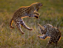 magicalnaturetour:  Serval cubs play in the