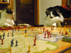 lucymeowgall:  These cats are playing Risk