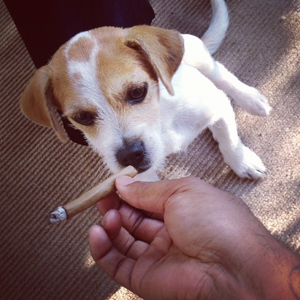hodgybeats:  Jack finna hit the blunt (Taken with instagram) 