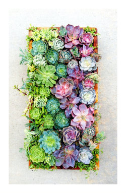 okay I definitely want some succulents in