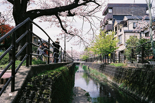 novemberschopin: 近所の桜 (cherry blossom in the neighborhood) - 09 (by Shin Takeuchi)