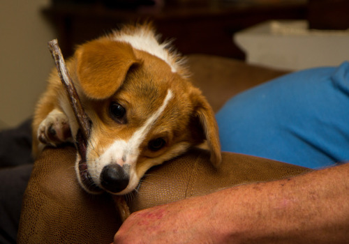 thefrogman:  Things aren’t going well for me right now. But on the bright side… I have a puppy. 