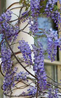 honeyoliveblaire:  Wisteria in Savannah, GA   Beautiful