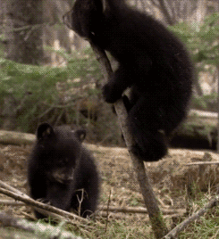 headlikeanorange:  American black bear cubs.