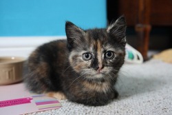 this looks like my cat as a kitten.