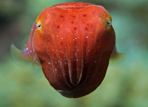 planetofbeauty:  Sepia latimanus - Baby Broadclub Cuttlefish by Okinawa Nature Photography on Flickr