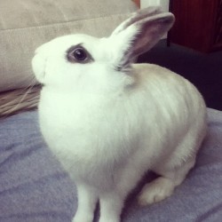 Regal bunny.  (Taken with instagram)