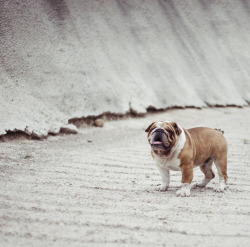 English Bulldog Love