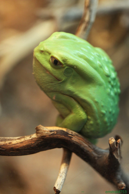 sakhmetangarika:This frog. It is made of guacamole.