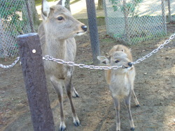 xsarora:  Nara Deer Park, Japan 2008  