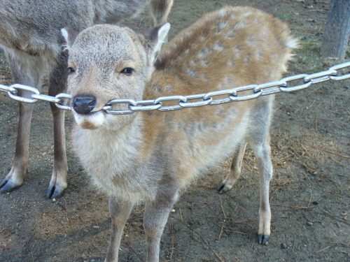 xsarora:Nara Deer Park, Japan 2008