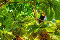 magicalnaturetour:  Keel-billed Toucan (by