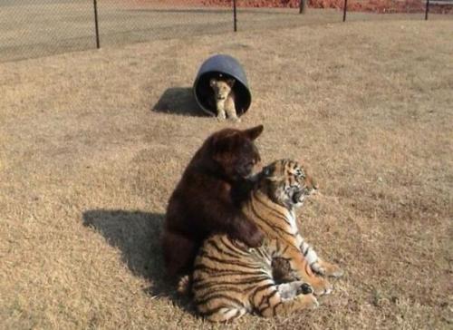 gillywulf:shinibunny:beesmygod:An unusual trio.Their name is Balu, Leo, and, of course, Shere Khan. 