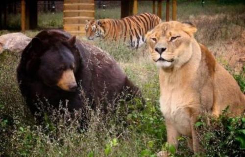 gillywulf:shinibunny:beesmygod:An unusual trio.Their name is Balu, Leo, and, of course, Shere Khan. 