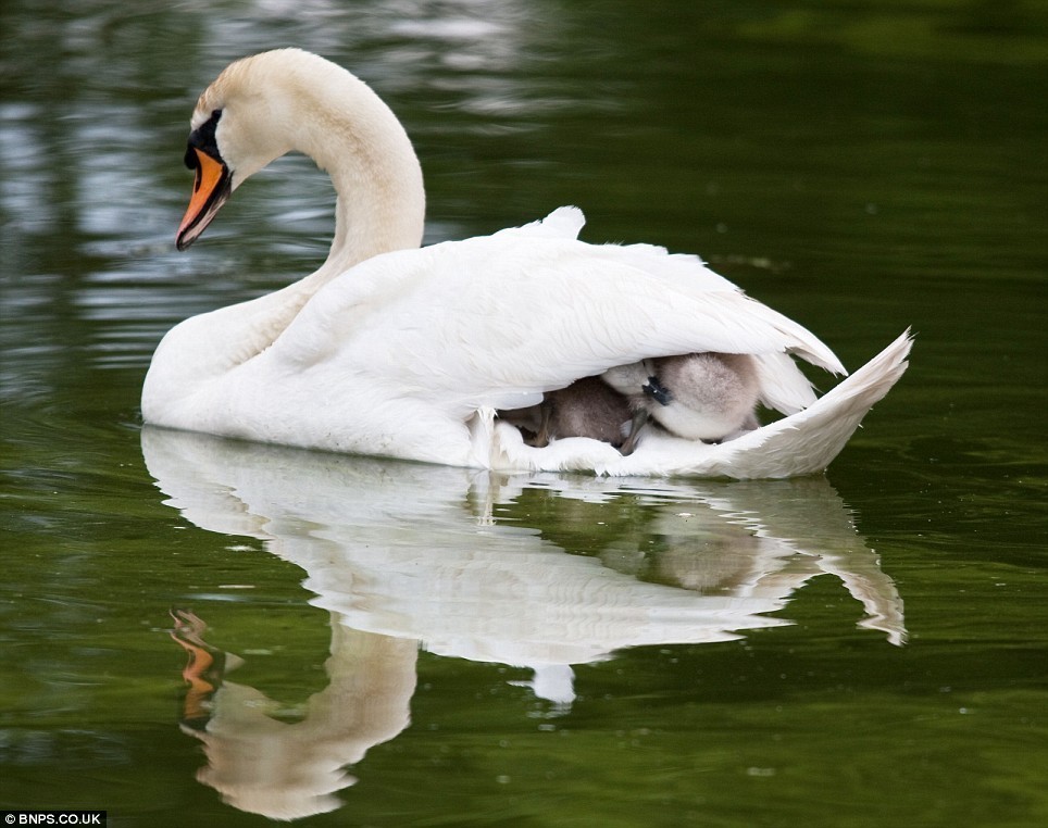 between-love-lines:   abessinier:  engiebooty:  thekumazone:  Mom boat!!  “KIDS