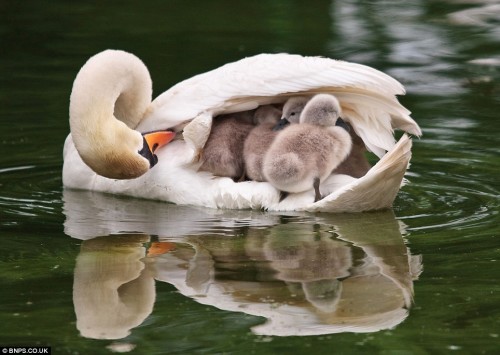 between-love-lines:abessinier:engiebooty:thekumazone:Mom boat!!“KIDS ARE YOU FIGHTING BACK THERE”“I 