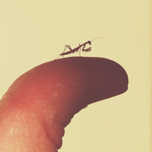 brockdavis:  #babyprayingmantis #iphone #instagram 