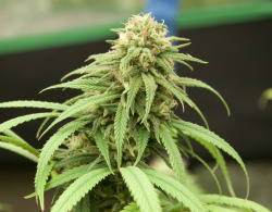 terpsincluded:  Dream Queen TOP T5 Organic Grow