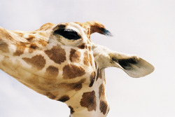 -scenery:  Keep calm as a giraffe. (by .