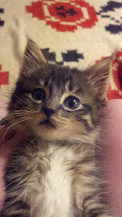Sweet Little Kittens