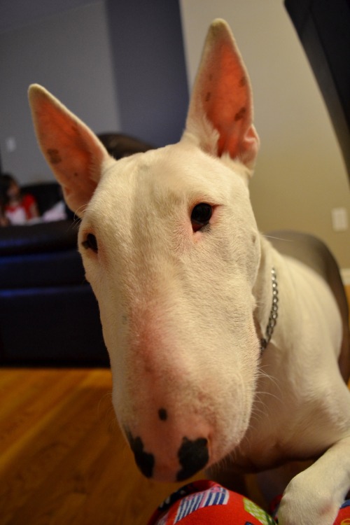 bullterrierlove:  my curious bully <3 