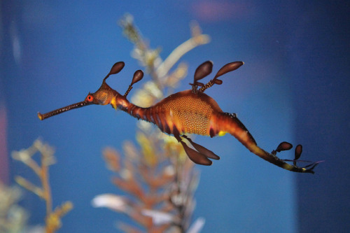 theoceaniswonderful:Weedy Sea Dragon - Scripps Aquarium, La Jolla by ssilberman 