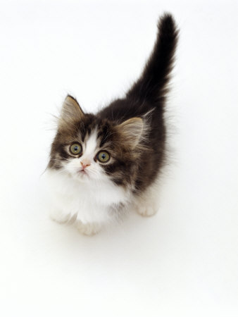 Sweet Little Kittens