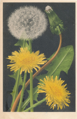 dandelions get a bad reputation, but I think