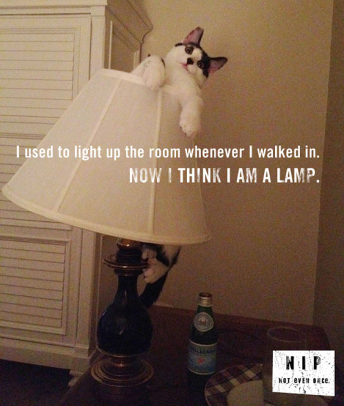 XXX bunnyfood:  Talk to your cat about catnip photo