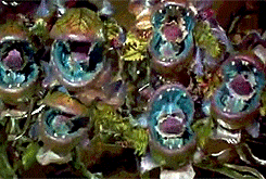 Mushnik's Florist